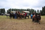 Paardenrally 100