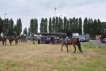 Paardenrally 123