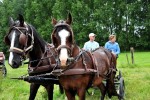 Paardenrally 181