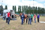 Paardenrally 244